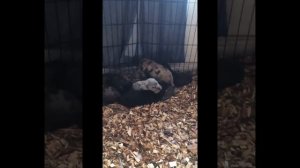 MERLE MASTIFFS GROWING UP - SLEEPY PUPPY- DESIGNER MASTIFFS KENNELS