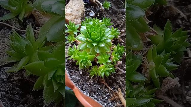 Эхиверии садовые, эхиверии балконные, Echiveria garden, balcony echiveria