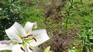 12 сортов лилий ОТ-ГИБРИДОВ.