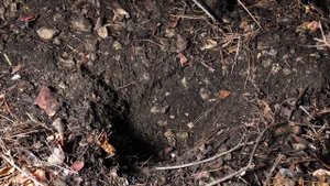 ФСБ России  в Крыму обнаружила схроны с боеприпасами и взрывчатыми веществами