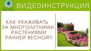 Как ухаживать за многолетними растениями весной?