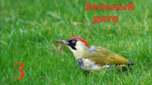 20 животных набукву З.