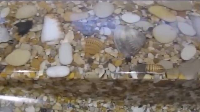 Эксклюзивная раковина из морской гальки и ракушек смотреть онлайн