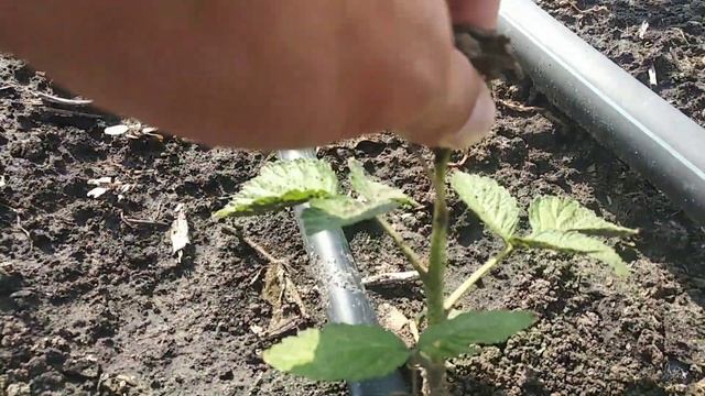 Посадка малины Пшехиба в середине лета смотреть онлайн