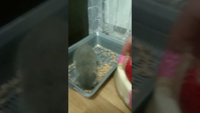 Вислоухий котенок смотреть онлайн