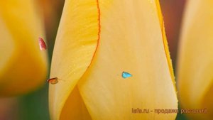 Тюльпан гибридный Голден Парад (tulipa tyulpan) ? обзор: как сажать, луковицы тюльпаны Голден Парад