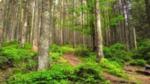 Исцеляющая музыка для сосудов, сердца и органов чувств лечебная музыка для сердца и сосудов