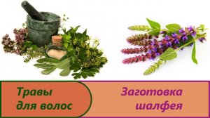 Заготовка шалфея лекарственного.Свойства и польза листьев шалфея для тела и волос.Сальвиа на зиму