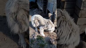 Дети кормят кавказкую овчарку  и хаски