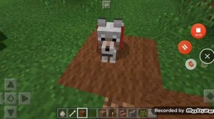 Собака писала и какала