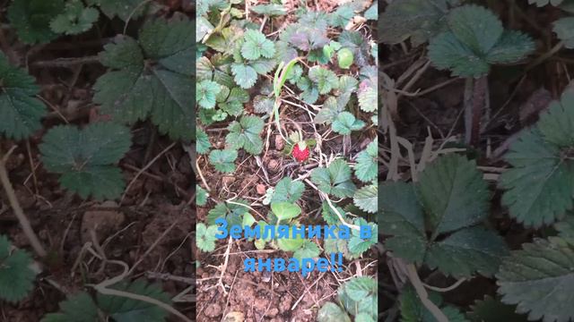 В Греции растет земляника! Зимой! В январе! Зимняя земляника смотреть онлайн