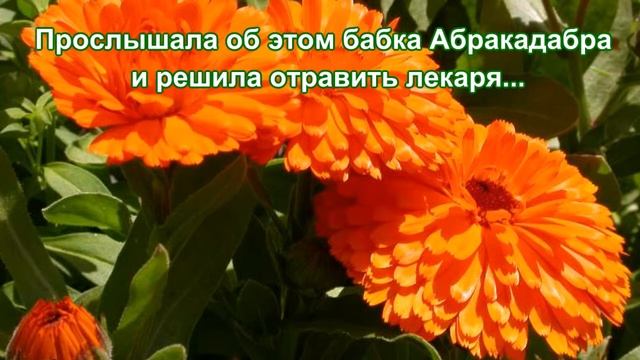 Легенды о цветах Календула смотреть онлайн
