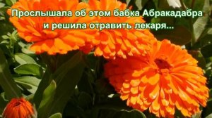 Легенды о цветах  Календула