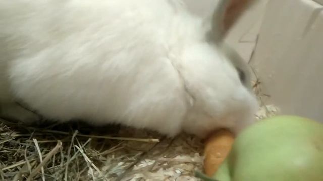 У нас новый житель - кролик Банни... смотреть онлайн