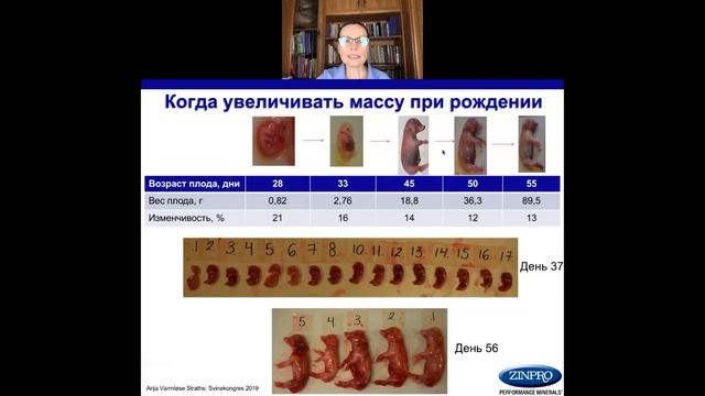 Увеличение веса поросят при рождении. смотреть онлайн