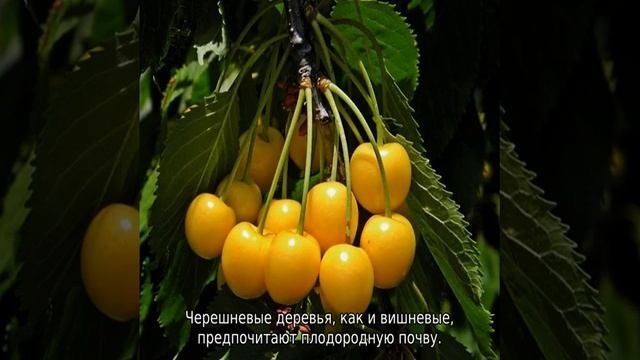 Как вырастить черешню