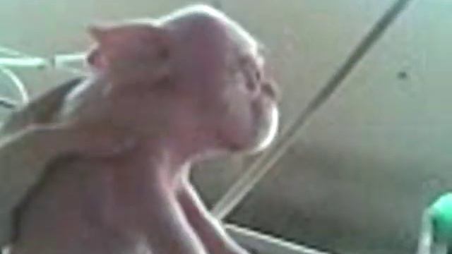 Поросенок с человеческим лицом. Мутант. смотреть онлайн