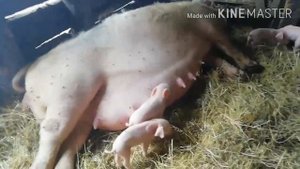 Опорос свиноматки/кормление после опороса