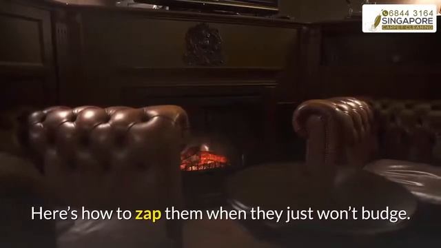 How to clean a leather sofa? смотреть онлайн