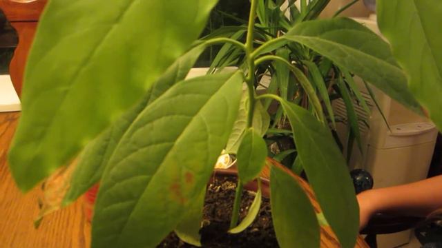 Avocado Plant смотреть онлайн