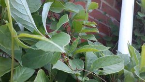 #шизандра #плоды / Шизандра китайская. Завязь плодов на  лиане  (лат.schisandra chinensis).Часть II