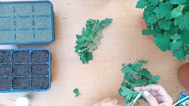 Черенкование хризантемы в августе #хризантемамультифлора #сад #черенкихризантемы #хризантема смотреть онлайн