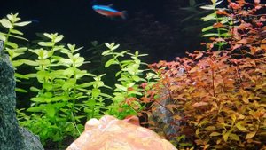 ? Аквариум || Музыка || Релакс || Аквариумные рыбки