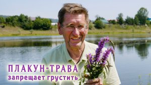 Плакун-трава запрещает грустить. От дневной сонливости, унылых мыслей, сумеречной близорукости.
