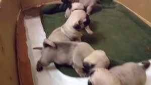 Маленькие мопсы играются