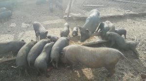 Кормление свиней, вьетнамские вислобрюхие.