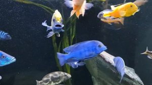 Аквариум Juwel rio 450, Цихлиды о.Малави, утака, 7.04.2022