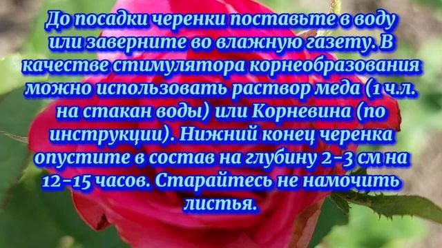 Черенкование и укоренение роз простым способом