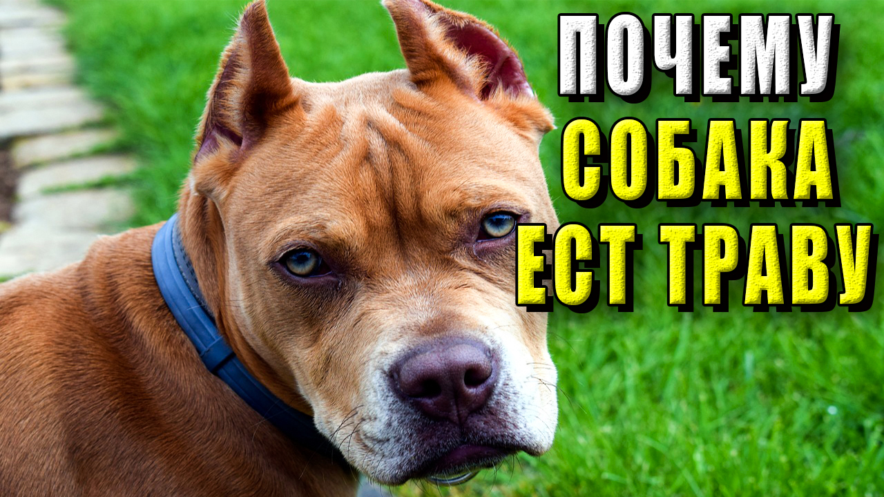 Почему собака ест траву?