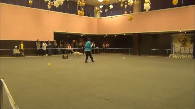 Хвостатый перепляс - 2016. Челябинск 18.06.2016