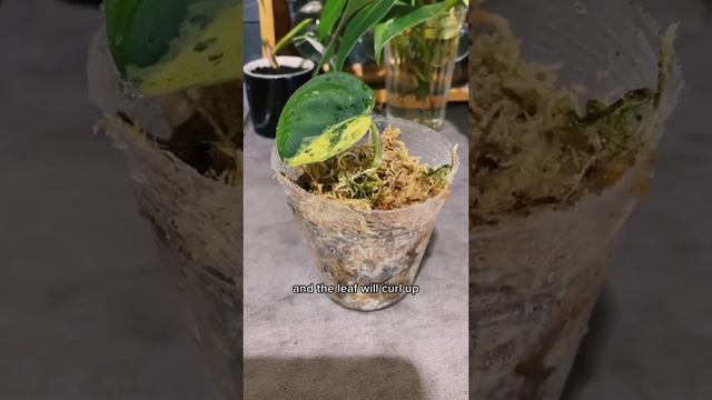 Transitioning this water-rooted variegated Scindapsus Jade Satin marble cutting to sphagnum moss