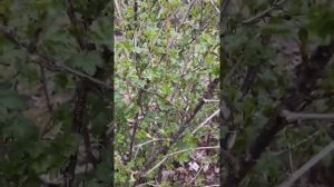 ВЕСЕННЯЯ ОБРЕЗКА КРЫЖОВНИКА!