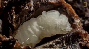 Пчеловодство.Как рождается пчела. Стадии рождения пчелы.How a bee is born. Bee Birth Stages.