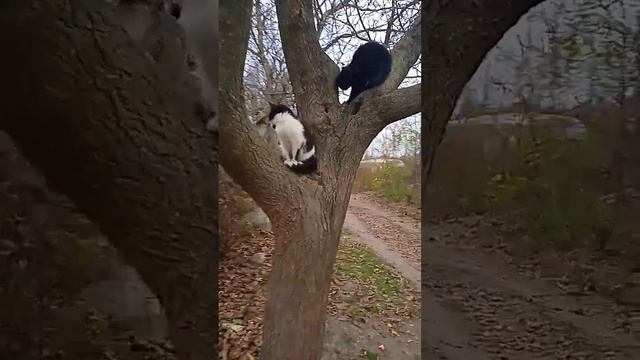 Кошки и испугались собак и залезли на дерево