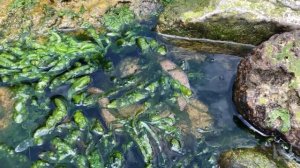 Змеи в Чёрном море. Кто такие. Опасны или нет. Развеиваем миф