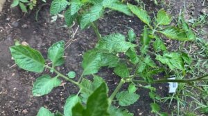 ТЛЯ НА ПОМИДОРАХ ! ЛУЧШЕЕ СРЕДСТВО И СПОСОБ БОРЬБЫ !