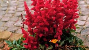 Астильба арендса Этна (astilbe x arendsii etna) ? Этна обзор: как сажать, саженцы астильбы Этна