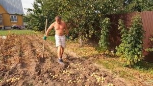 Второй урожай после посадки в лунки. Сорт Гала