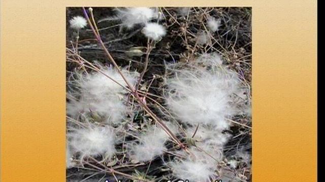 Taxonomy and Diversity of Ranunculaceae смотреть онлайн