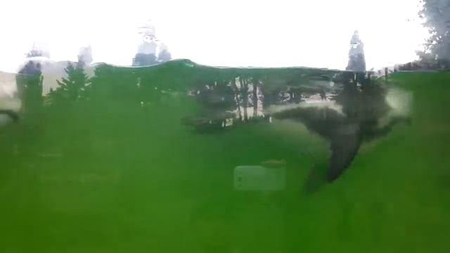 Кавказские пингвины смотреть онлайн