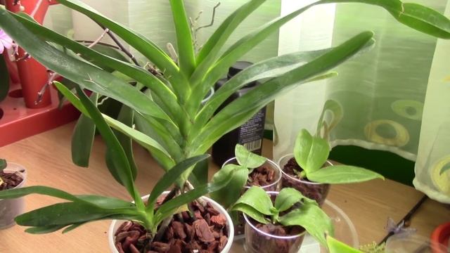 Repotting Angraecum Sesquipedale + Update on Angraecum Magdalenae orchid seedling смотреть онлайн