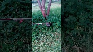 СТРИЖ 4 ТАКТНЫЙ Бензотриммер Красная Звезда. Мальчик сам заводит и косит высокую траву