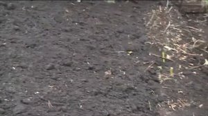 посев сидератов какие и как сеять