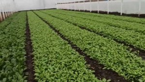 шпинат 30 дней от посева до урожая