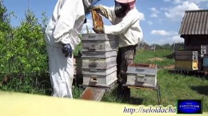 Деление семей. Многокорпусный улей. Пчеловодство для начинающих. Метод пчеловодства