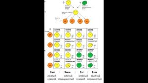 § 30 Дигибридное скрещивание. Закон независимого наследования признаков